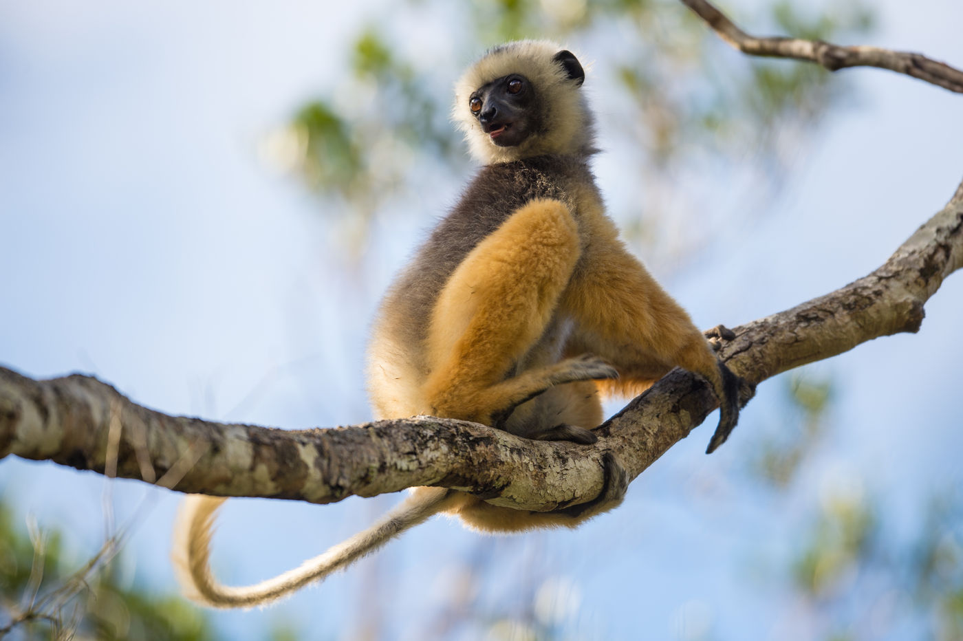 Les lémuriens sont toujours en alerte pour prévenir d'un éventuel passage de fossa ! © Billy Herman