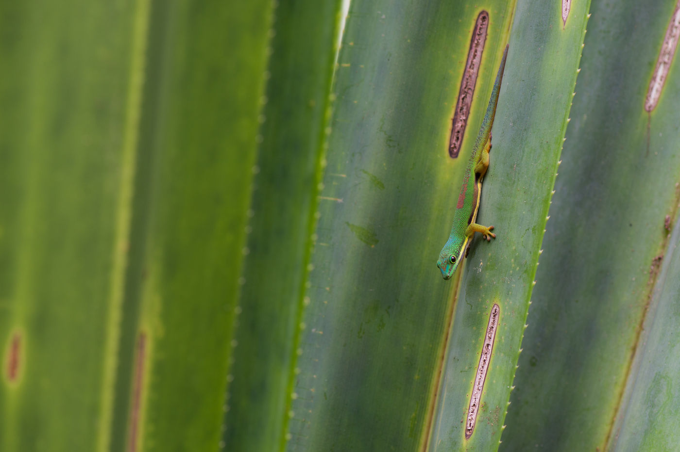 L'un des gekkos les plus nombreux de Madagascar. © Billy Herman