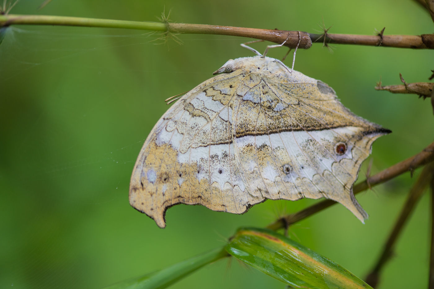 En forêt, nous croisons de spectaculaires papillons. © Billy Herman