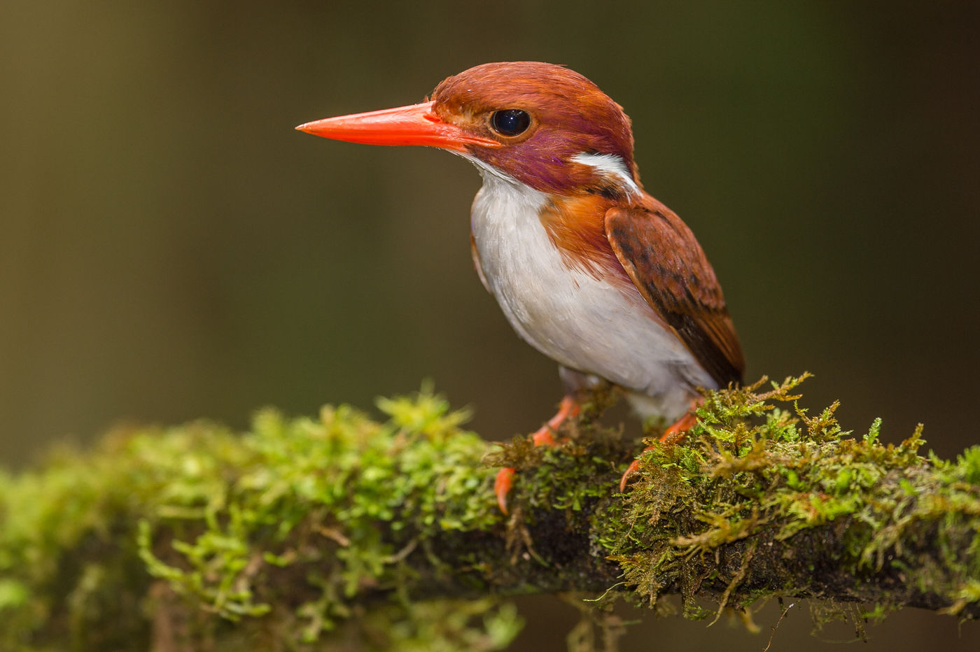 Le Madagascar Pygmy Kingfisher, fait partie plus mignons martins-pêcheurs.  © Billy Herman