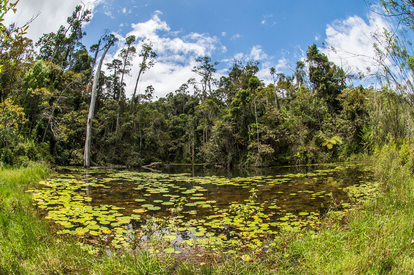 Un plan d'eau en lisière de forêt. © Billy Herman