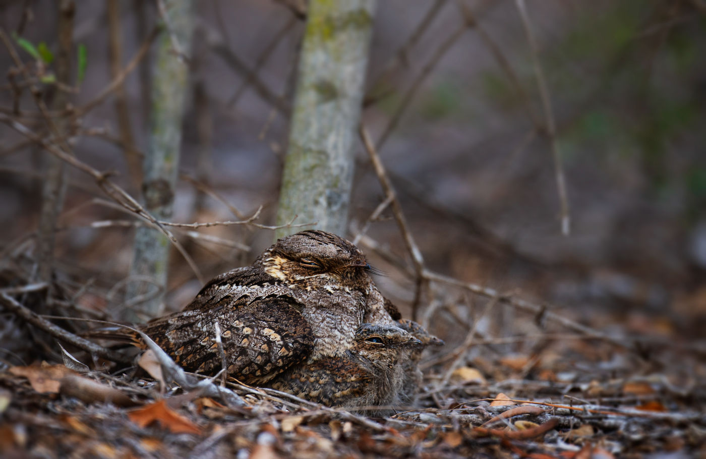 Een Madagascan nightjar met jongen was een vertederend gezicht op onze recente reis. © Samuel De Rycke