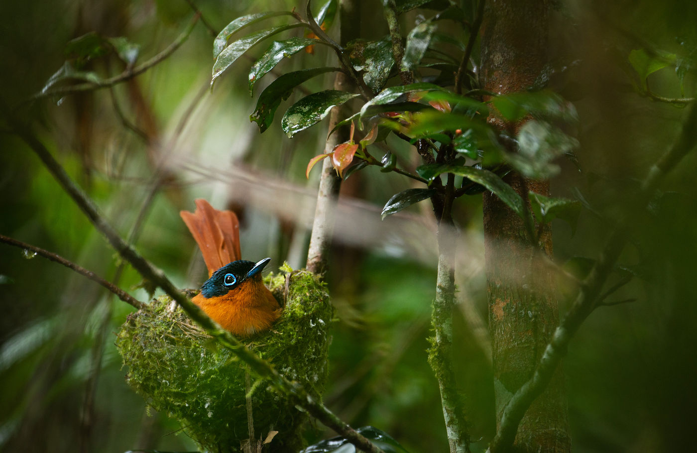 Een vrouwtje Malagasy paradise-flycatcher op het nest. © Samuel De Rycke