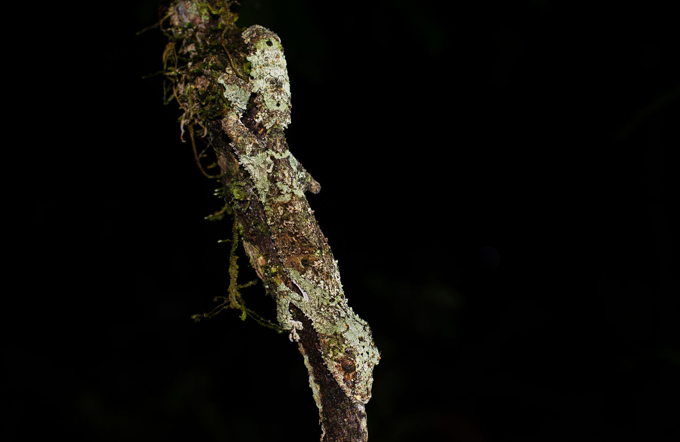 Een gekko van het geslacht Uroplatus, wat een camouflage! © Samuel De Rycke