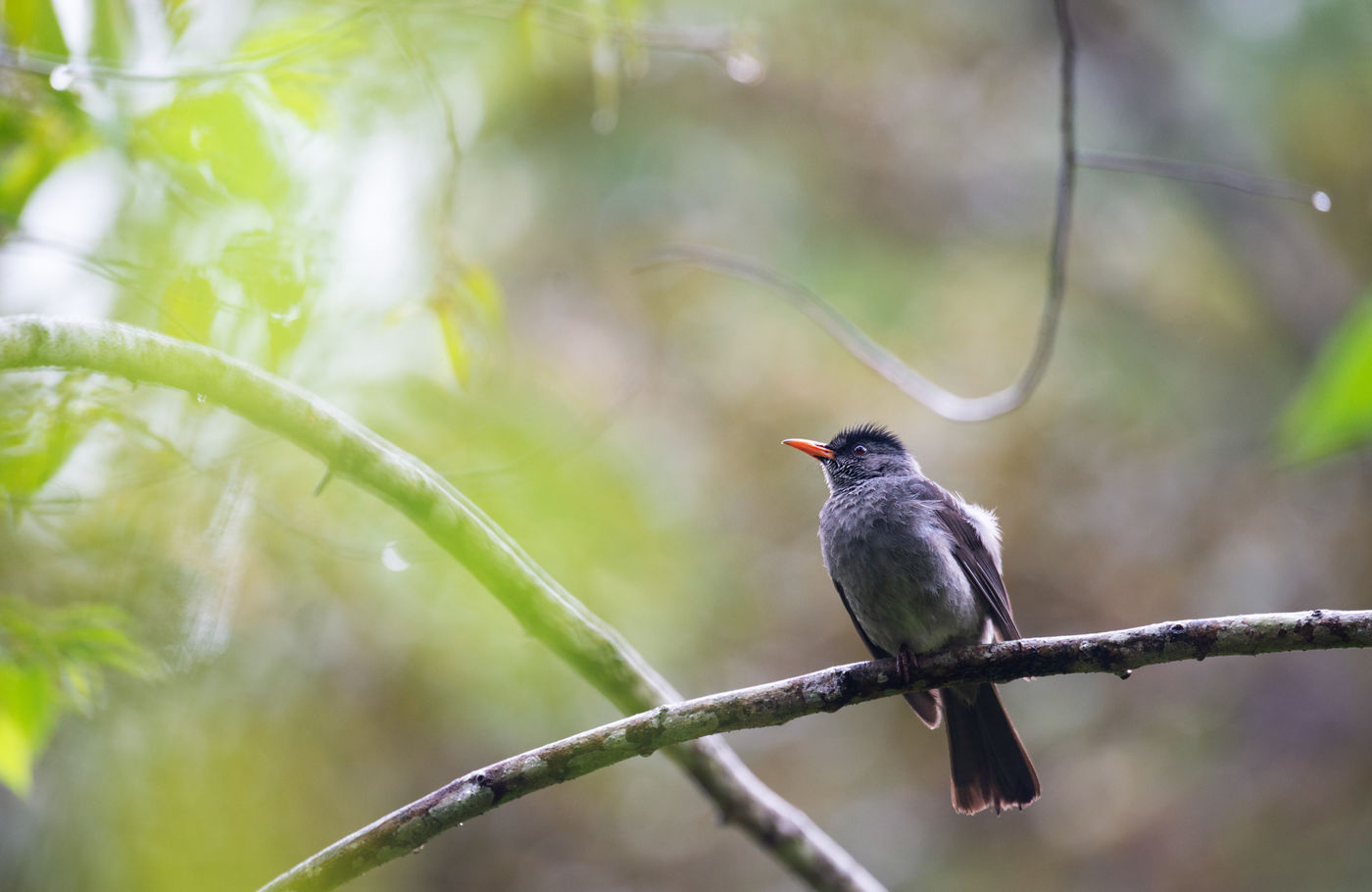 Malagasy bulbul, een doelsoort op deze reis. © Samuel De Rycke