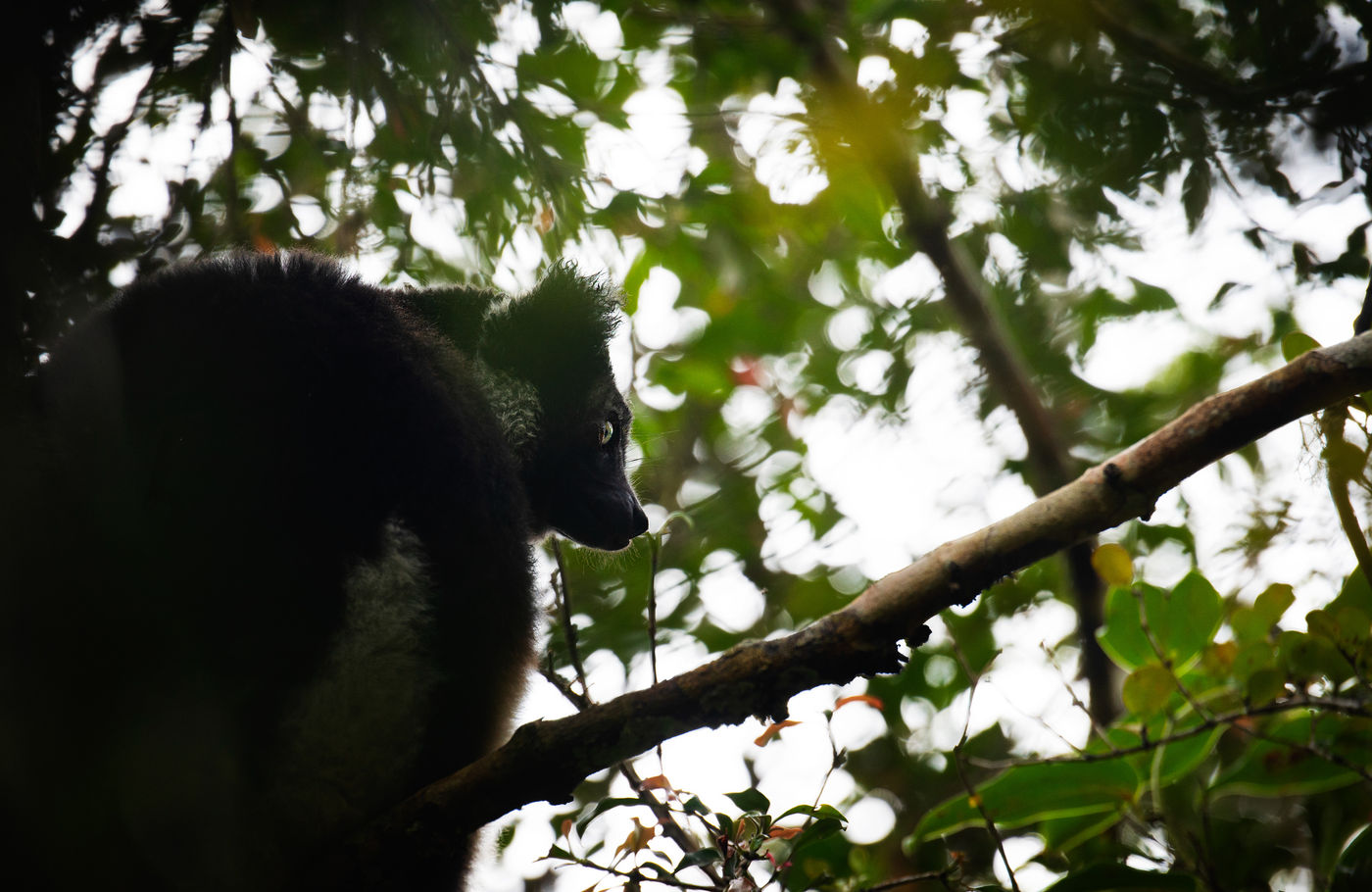Indri in zit in de boomkruinen. © Samuel De Rycke