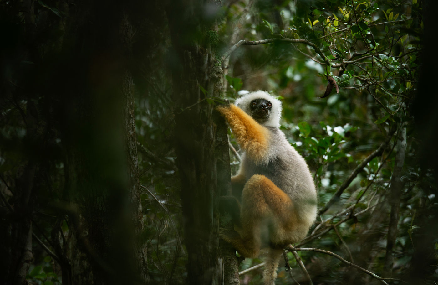 Een diademed sifaka slingert door het bos. © Samuel De Rycke