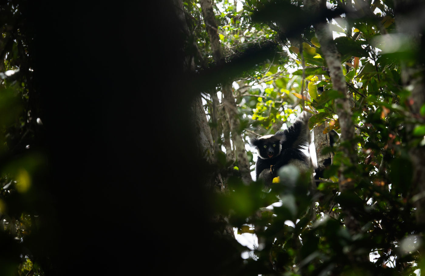 Indri, de grootste van de lemurs en tevens bedreigd. © Samuel De Rycke