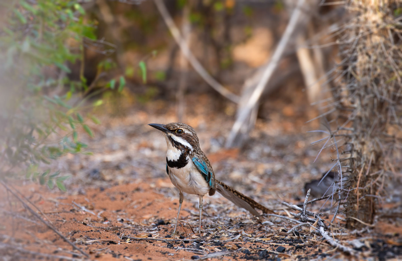 Madagascar staat bekend om z'n ground rollers en deze long-tailed ground-roller is daar zeker een van de mooiere soorten van! © Samuel De Rycke
