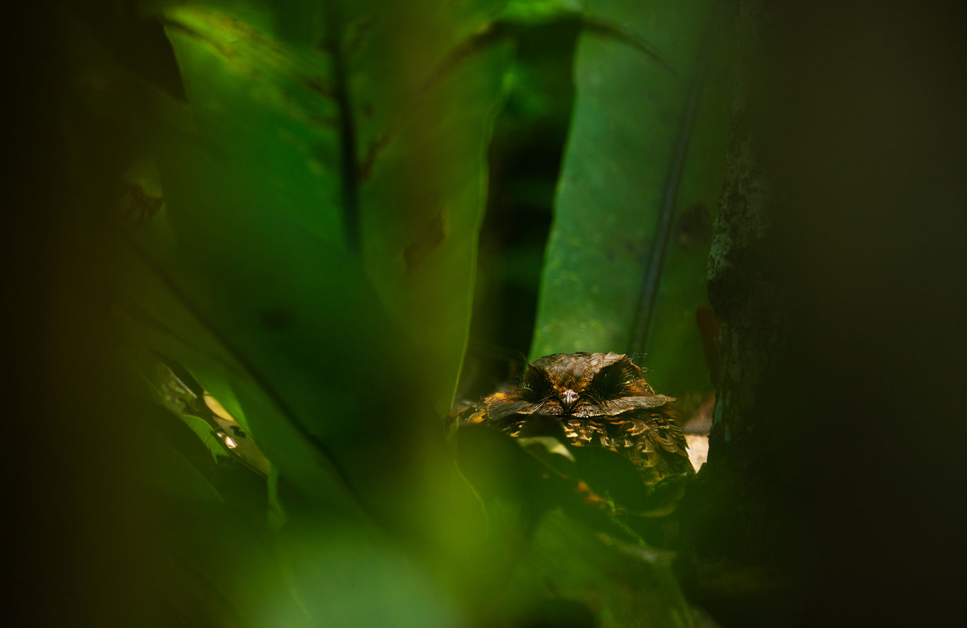 Een collared nightjar geniet van welverdiende rust op de bosbodem. © Samuel De Rycke