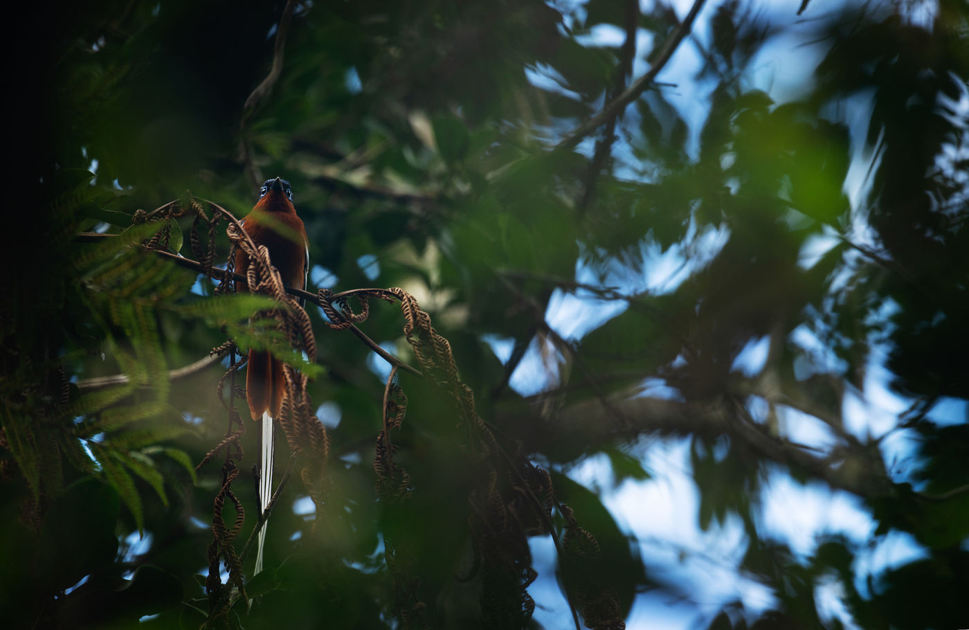 Malagasy paradise flycatcher, met die prachtige verlengde staartpennen. © Samuel De Rycke