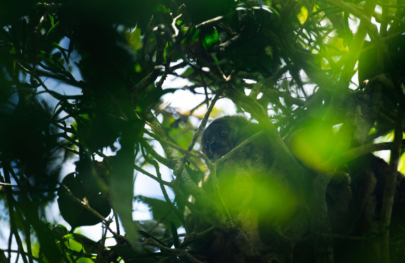 Madagascar is de thuishaven van maarliefst 100 soorten lemurs! Hier een eastern woolly lemur. © Samuel De Rycke
