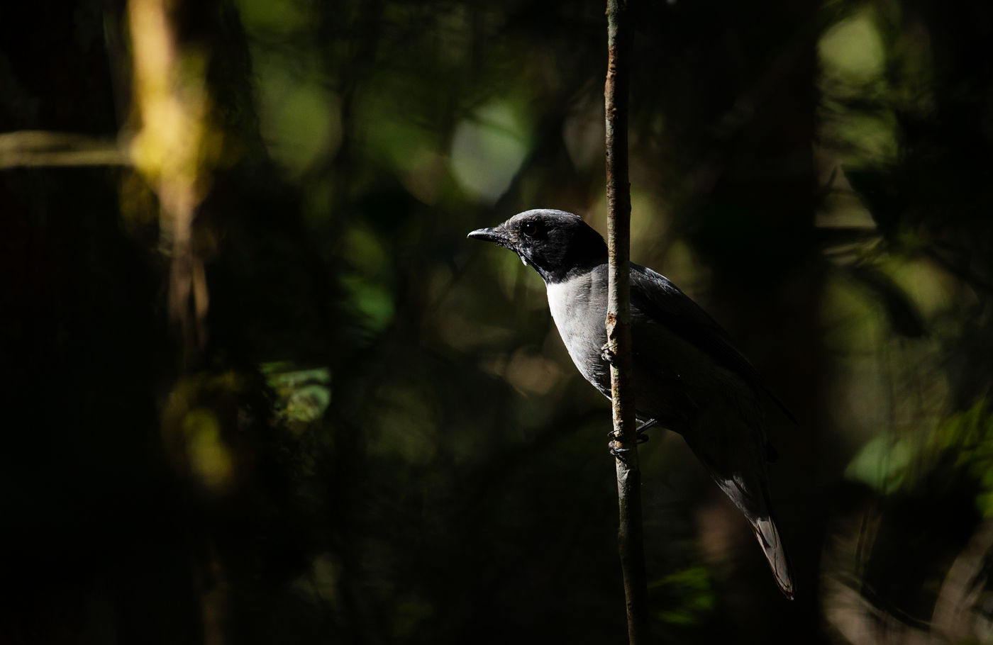 Een Madagascan cuckooshrike geniet van het ochtendlicht. © Samuel De Rycke