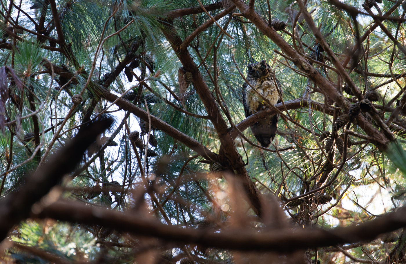 Een Madagascan owl gaapt ons aan vanuit z'n roestplaats. © Samuel De Rycke