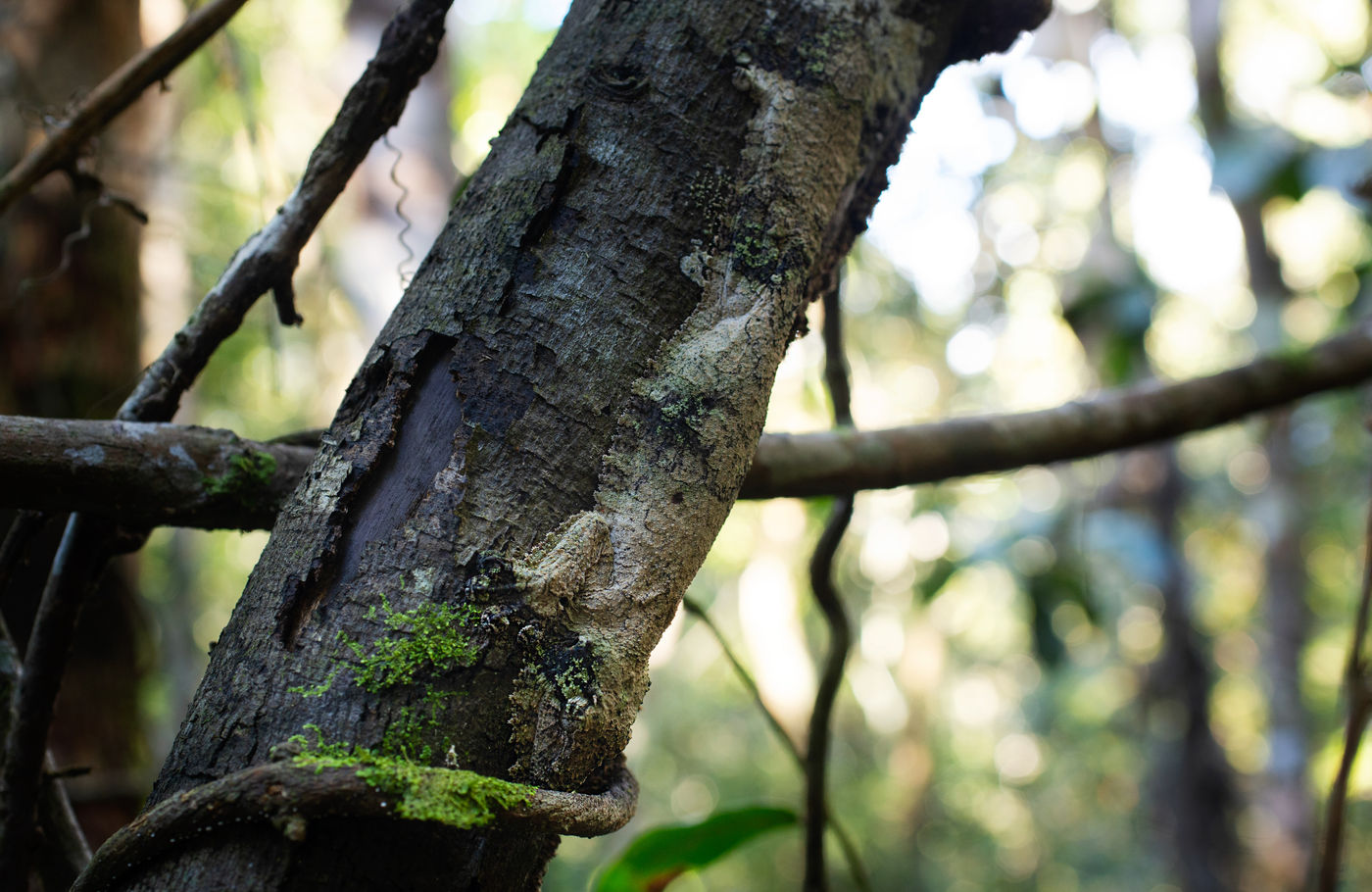 Gekko's van het geslacht Uroplatus staan bekend om hun spectaculaire camouflage. © Samuel De Rycke