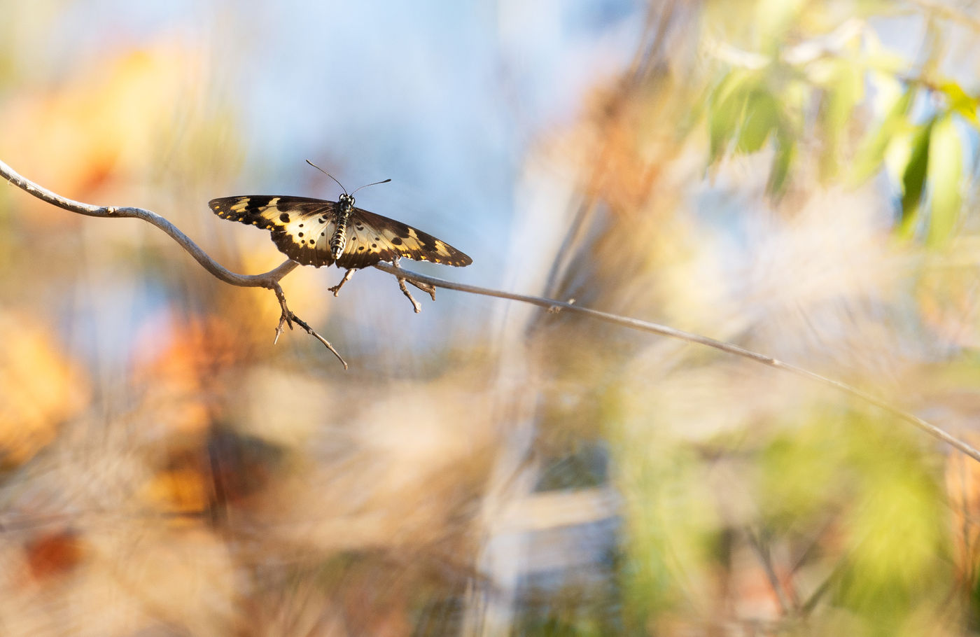 Dagvlinders in alle vormen en kleuren! © Samuel De Rycke