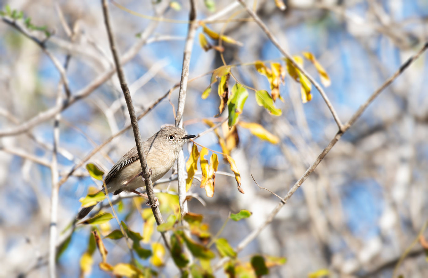 Common newtonia's zijn nieuwsgierige vogels en © Samuel De Rycke