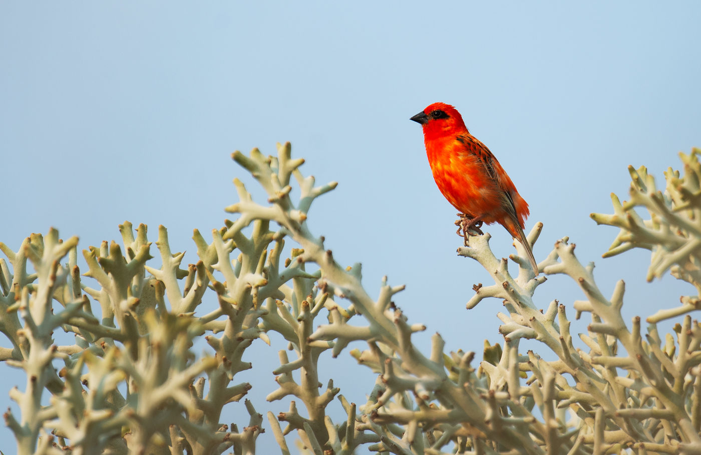 Red fody's zijn prachtig gekleurd. © Samuel De Rycke