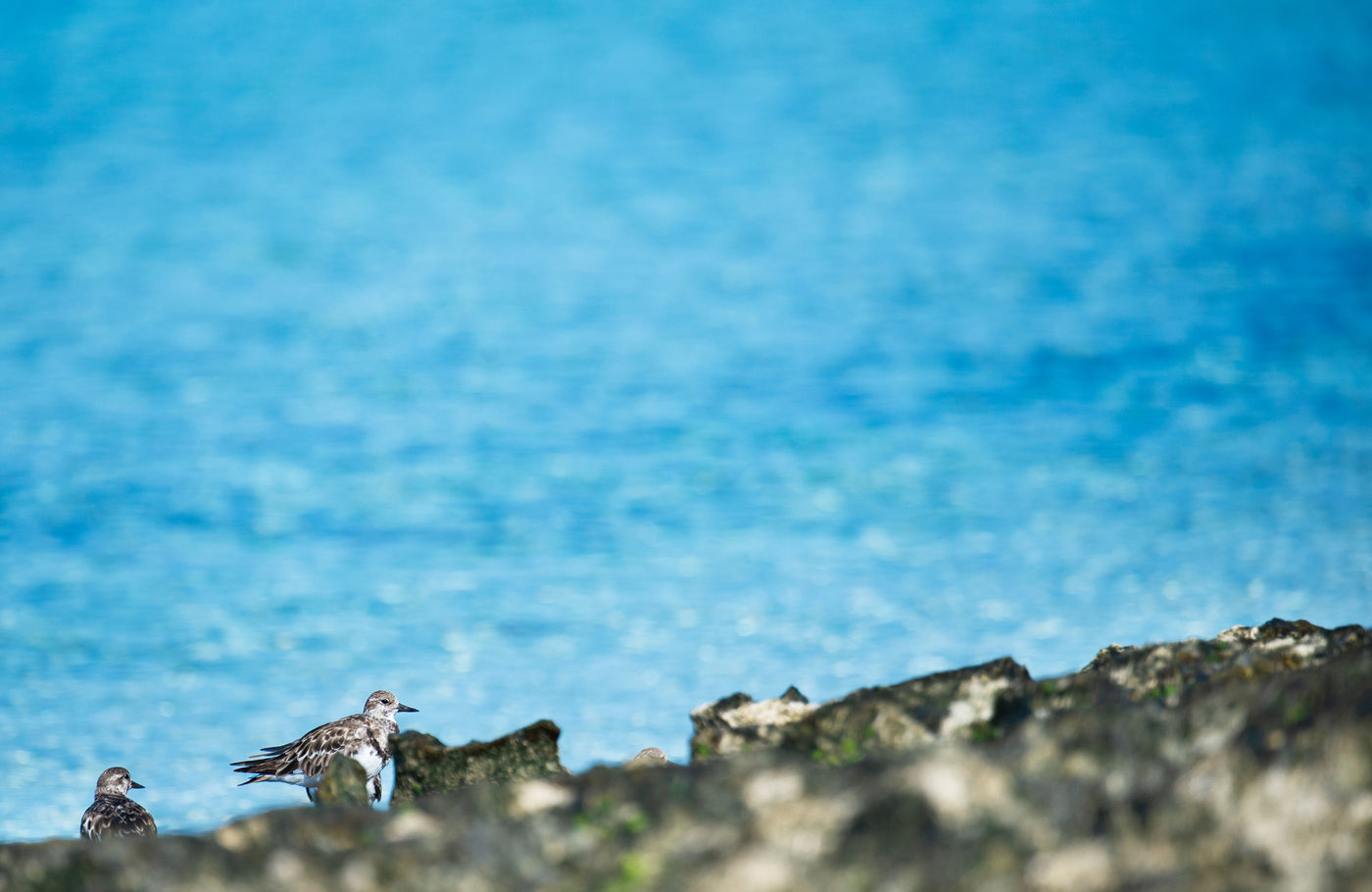 Steenlopers kom je natuurlijk overal tegen, echte wereldreizigers! © Samuel De Rycke