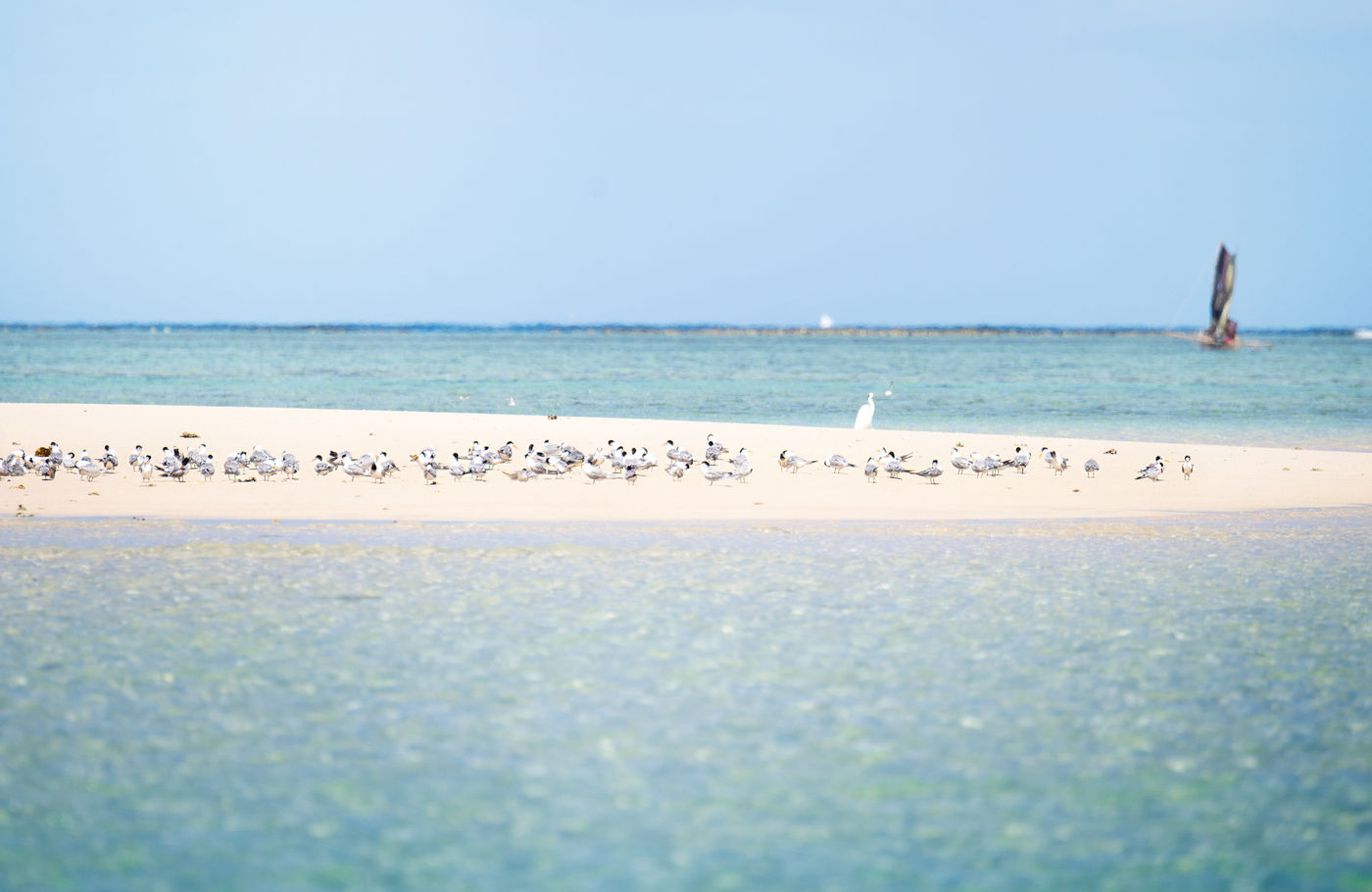 Een zandbank die wemelt van de grote kuifsterns. © Samuel De Rycke