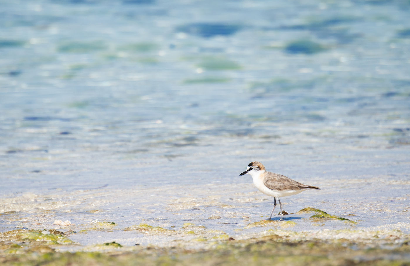 Een white-fronted plover waadt door het zoute water. © Samuel De Rycke