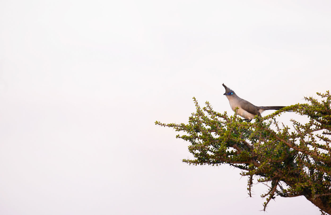 Een crested coua alarmeert vanop z'n uitkijkpost. © Samuel De Rycke