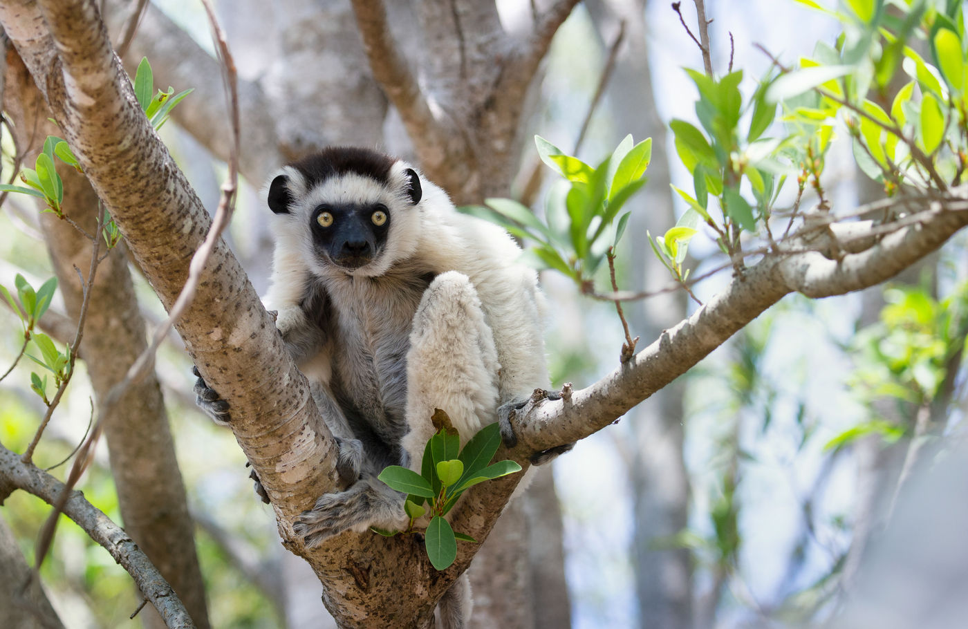 De indringende ogen van een Verreaux's sifaka. © Samuel De Rycke