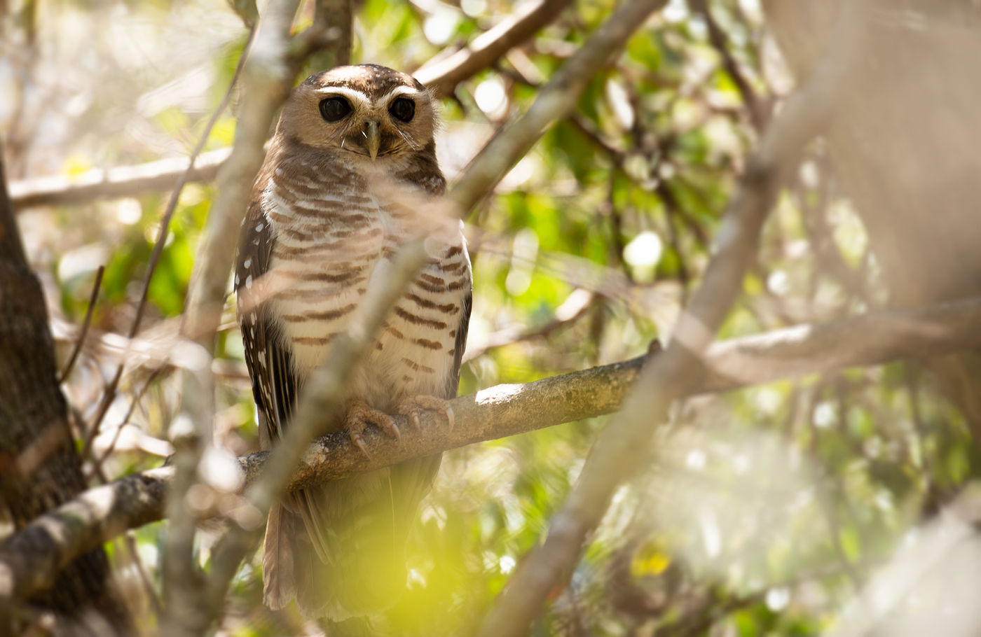 Deze white-browed owl was een leuke extra tijdens onze hike doorheen het droge Madagascar. © Samuel De Rycke