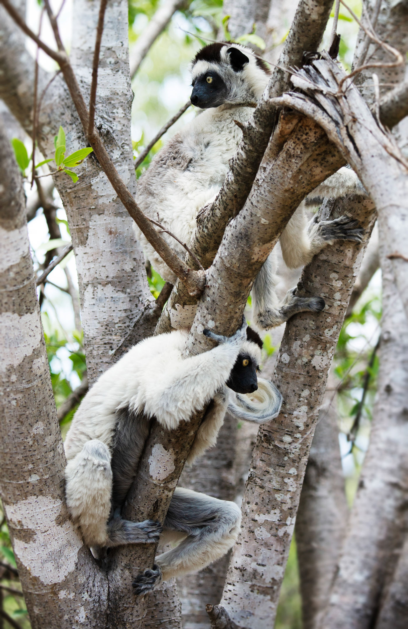 Enkele Verreaux's sifaka's. © Samuel De Rycke