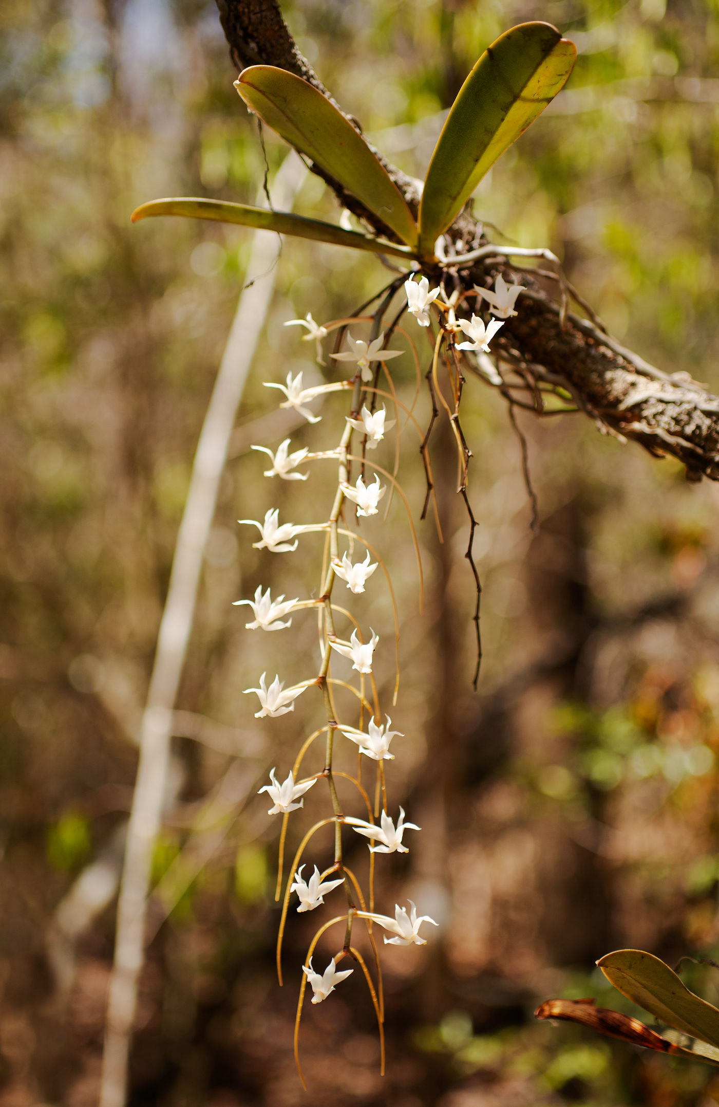 Een prachtige orchidee die we tegenkwamen op een van onze wandelingen door het bos. © Samuel De Rycke