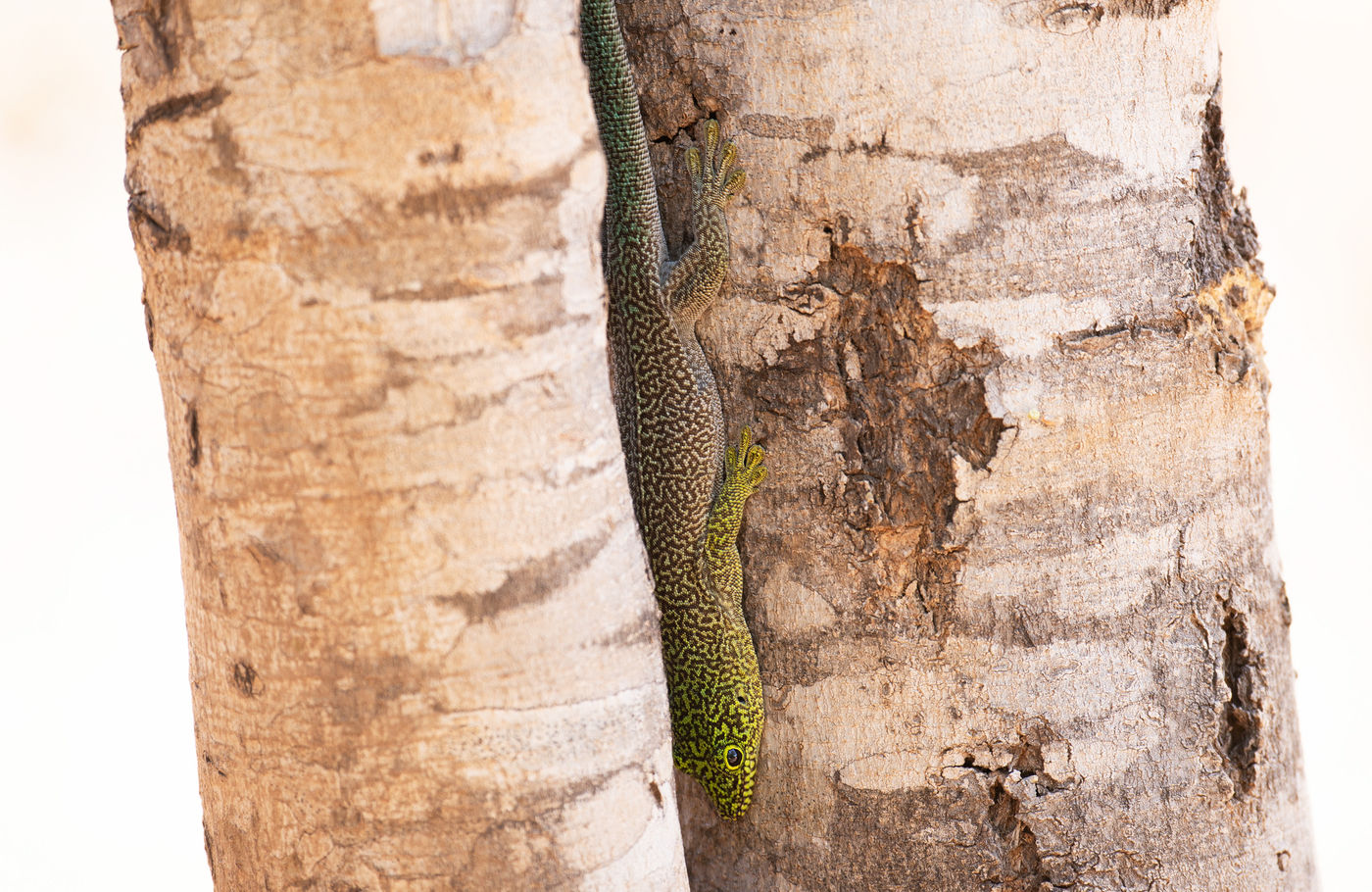 Een van de vele daggekko soorten (Phelsuma sp.) die het land rijk is. © Samuel De Rycke