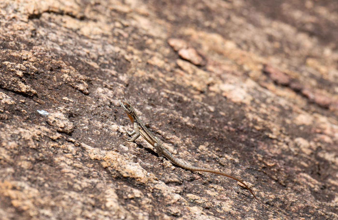 Een hagedis van het geslacht Oplurus sp., een familie die bestand is tegen warme temperaturen! © Samuel De Rycke