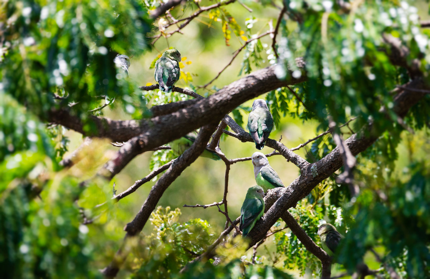 Een bende grey-headed lovebirds kan heel wat kabaal veroorzaken. © Samuel De Rycke