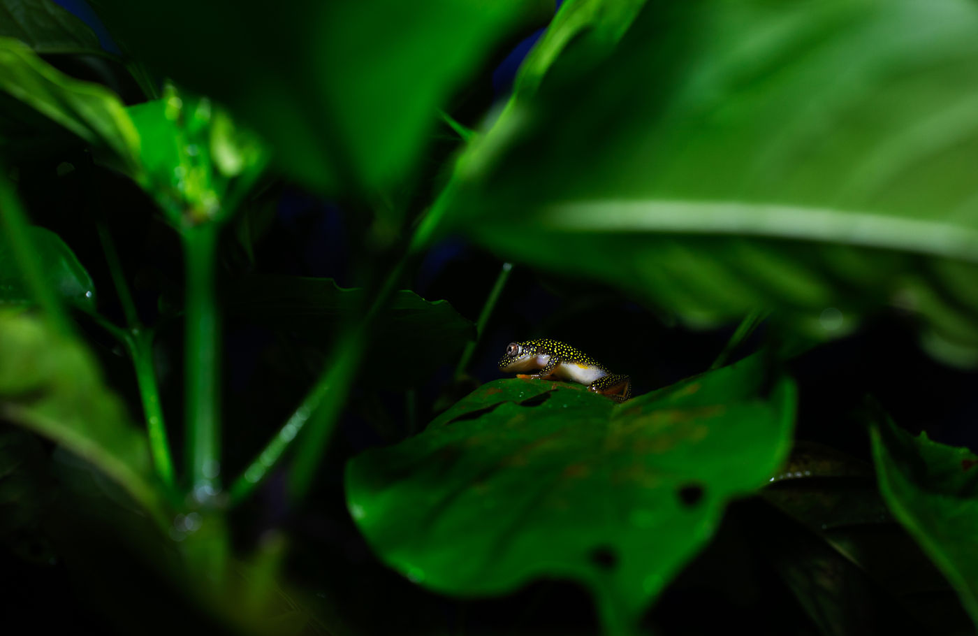 Een white-spotted reed-frog baant zich een weg doorheen het doolhof van bladeren. © Samuel De Rycke
