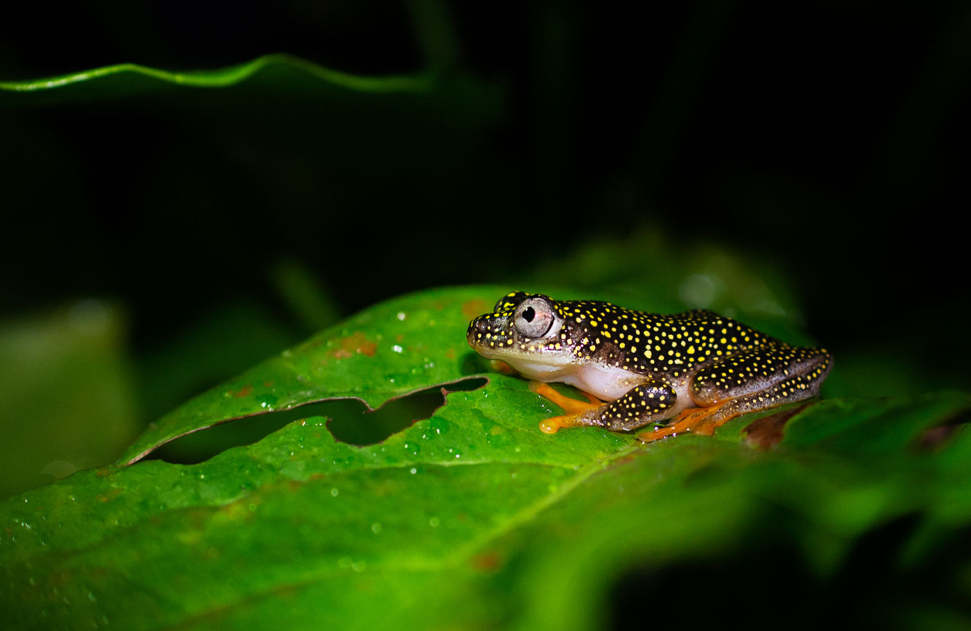 Een white-spotted reed-frog brengt leven in een anders donkere nacht in het bos. © Samuel De Rycke