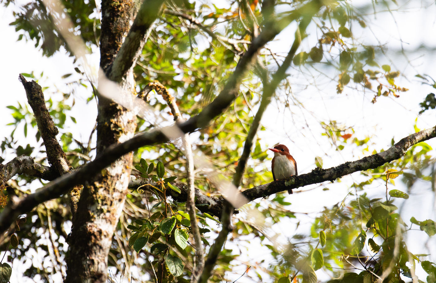 Een Madagascan pygmy-kingfisher herken je aan de volledig rosse bovenzijde. © Samuel De Rycke