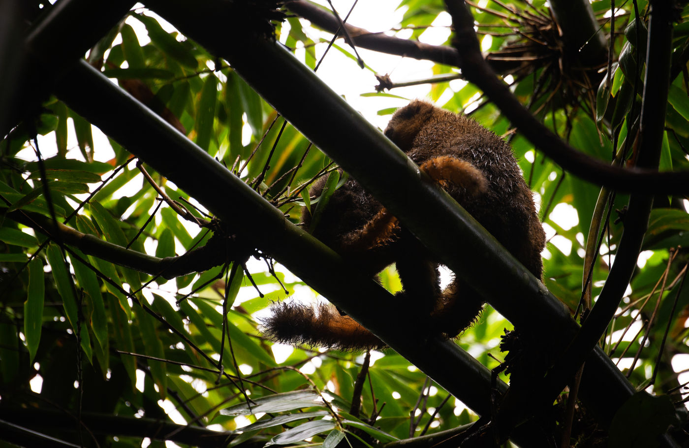 Golden bamboo lemur, een ander lid van de familie die de vochtige bamboebossen verkiest. © Samuel De Rycke