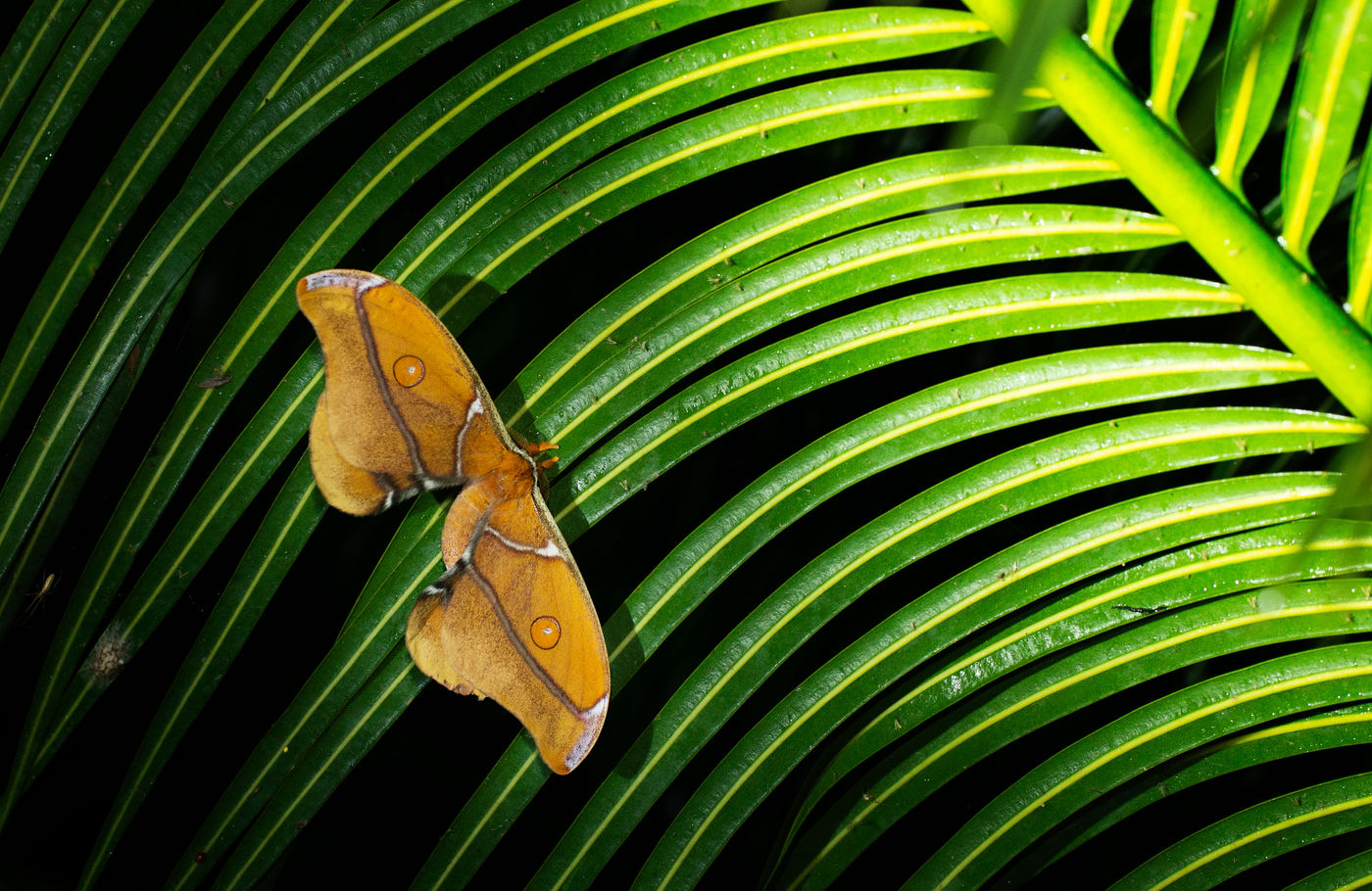 Een Suraka silk moth, een spectaculair lid van de nachtpauwogen. © Samuel De Rycke