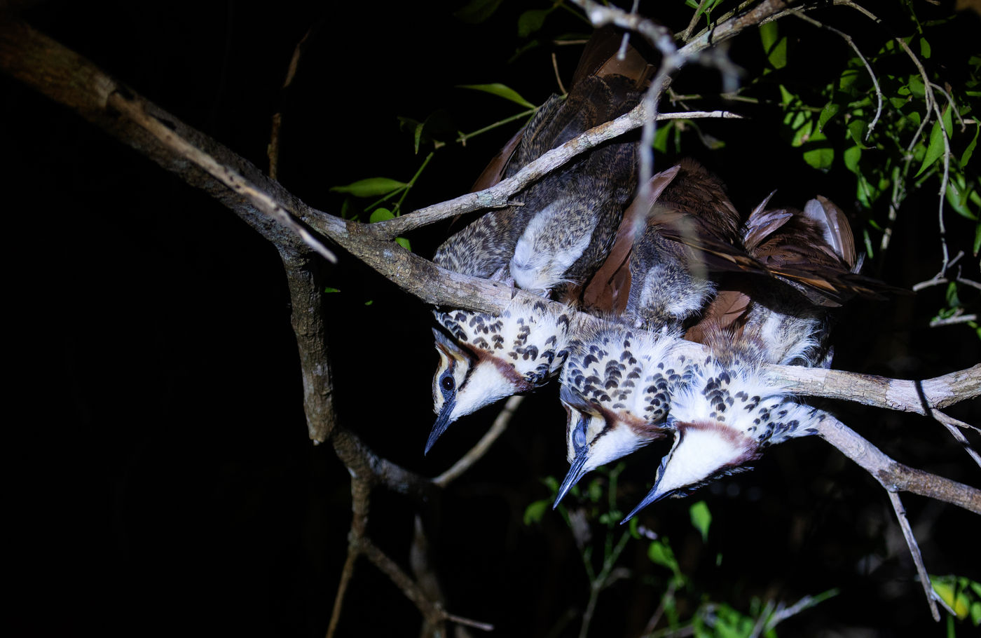 's Avonds kwamen we tijdens het nachtvogelen dit troepje white-breasted mesite's tegen. © Samuel De Rycke