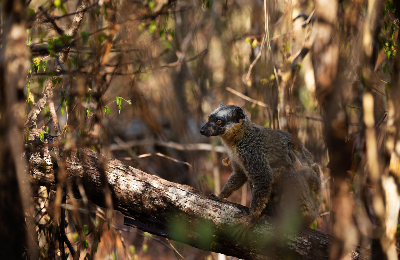 Een red-fronted brown lemur draagt de jongen doorheen het bos. © Samuel De Rycke