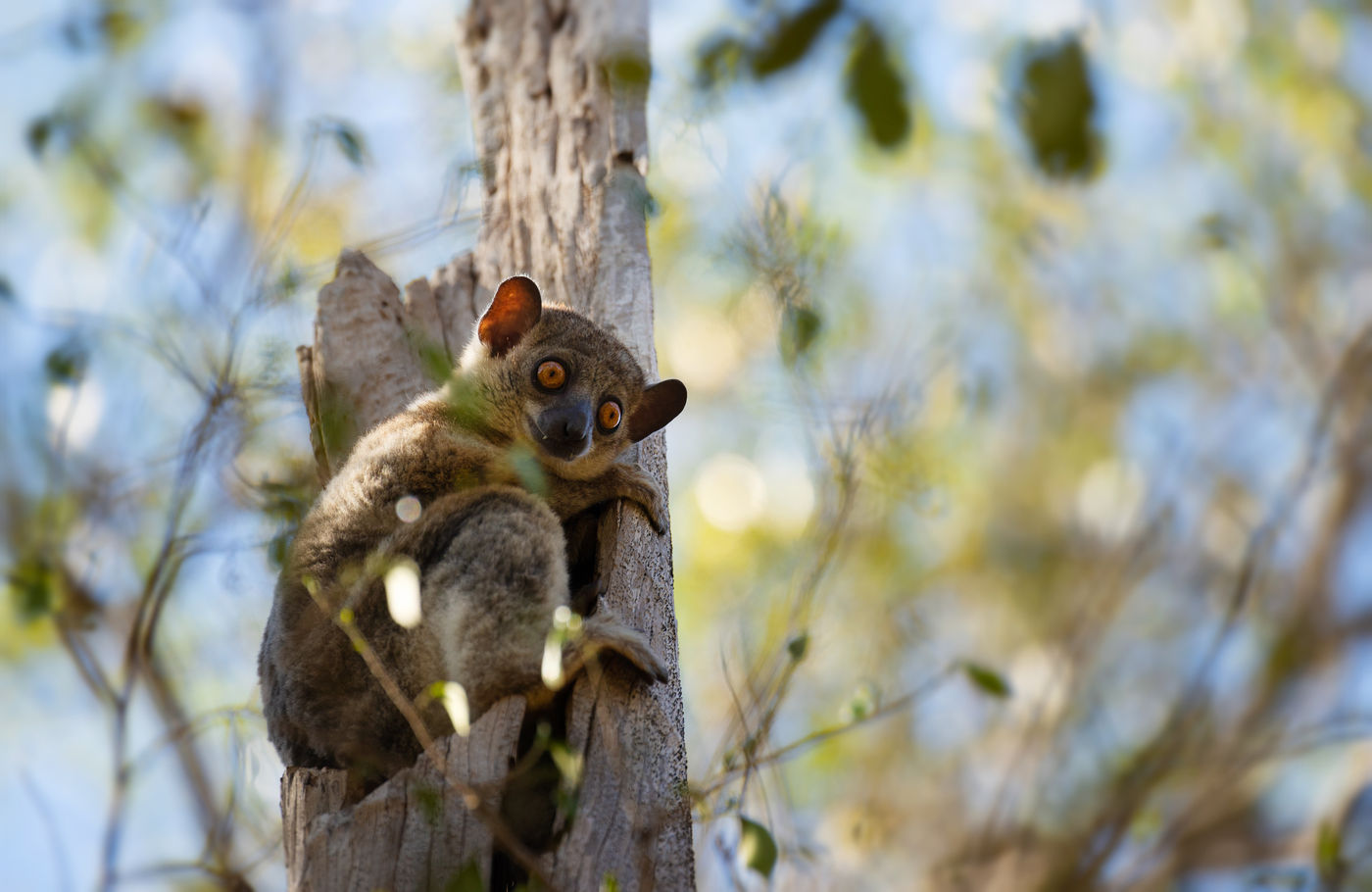 Een red-tailed sportive lemur is een nachtactieve soort, maar liet zich hier goed bekijken tijdens de late uurtjes van de namiddag. © Samuel De Rycke