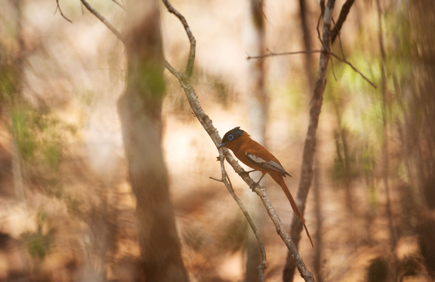 Malagasy paradise-flycatcher, een van de meest aantrekkelijke endemen. © Samuel De Rycke