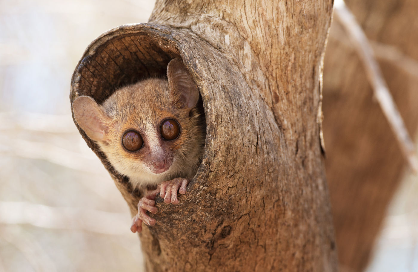 Een mouse lemur kijkt ons aan vanuit z'n onderkomen. © Samuel De Rycke