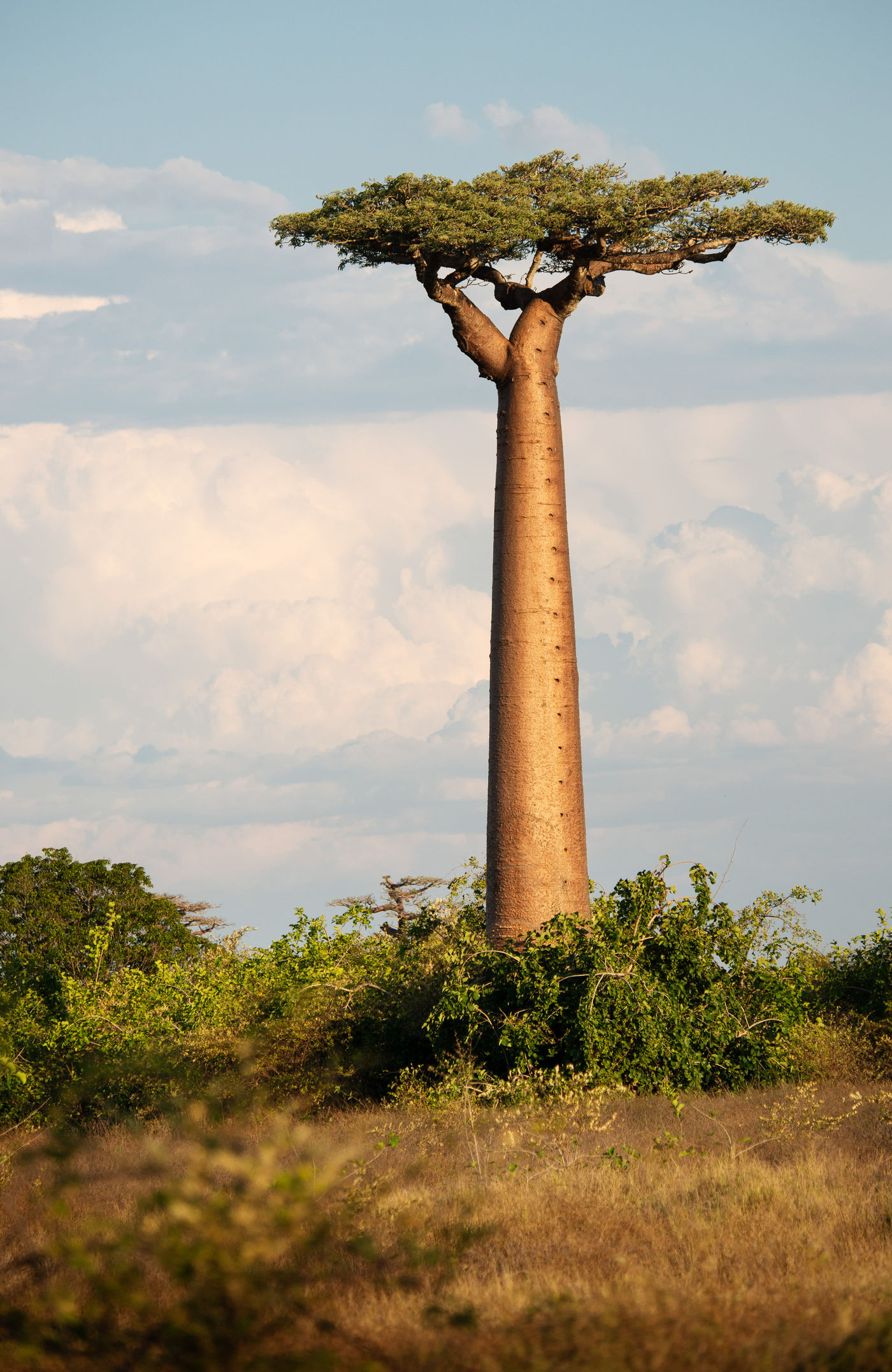 De Grandidier's baobab wordt ook wel de giant baobab genoemd, en met reden. © Samuel De Rycke