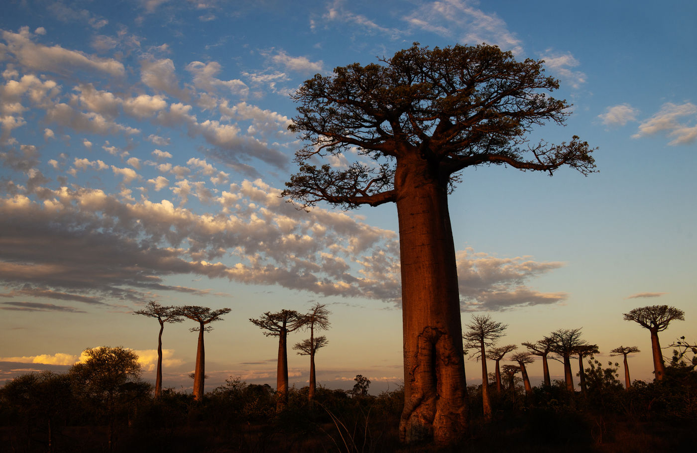 Een oude baobab met soortgenoten op de achtergrond. © Samuel De Rycke