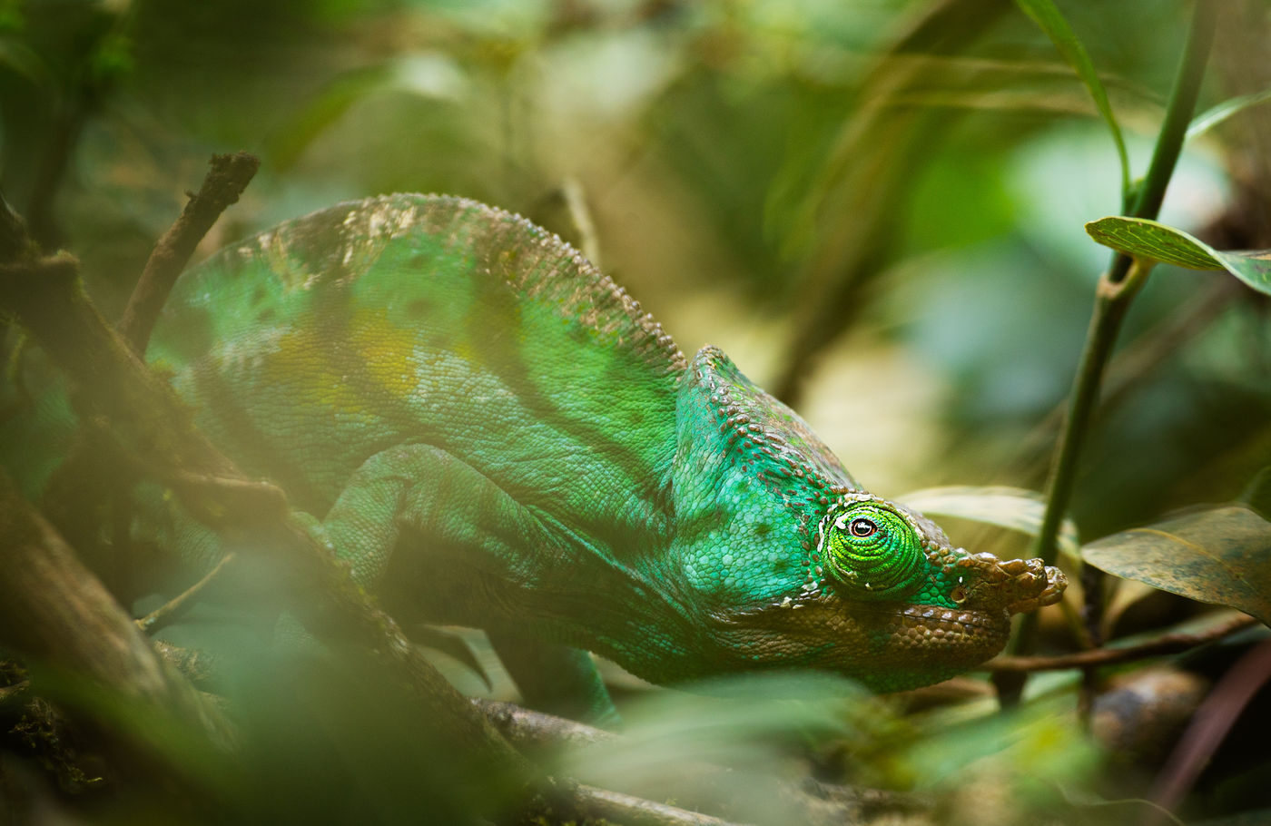 Een van de vele kameleons die het land herbergt. © Samuel De Rycke