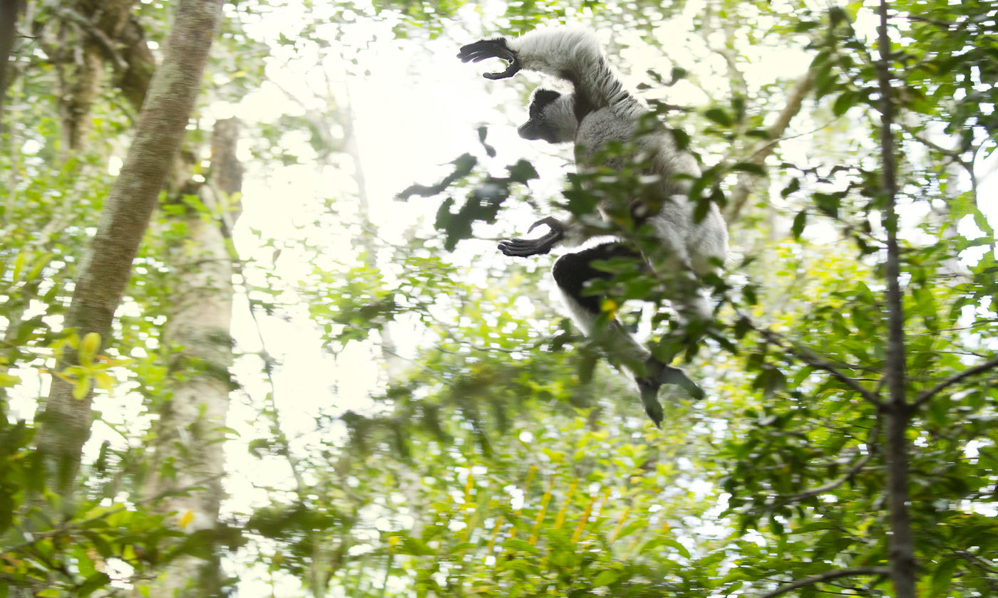 L'indri, un des lémuriens qui rend Madagascar si connue. © Samuel De Rycke