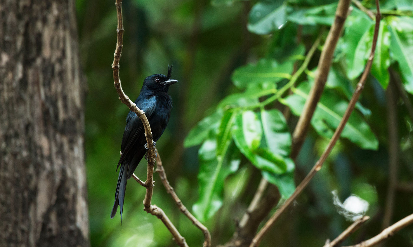 Le Madagascar Crested Drongo est très présent dans les 