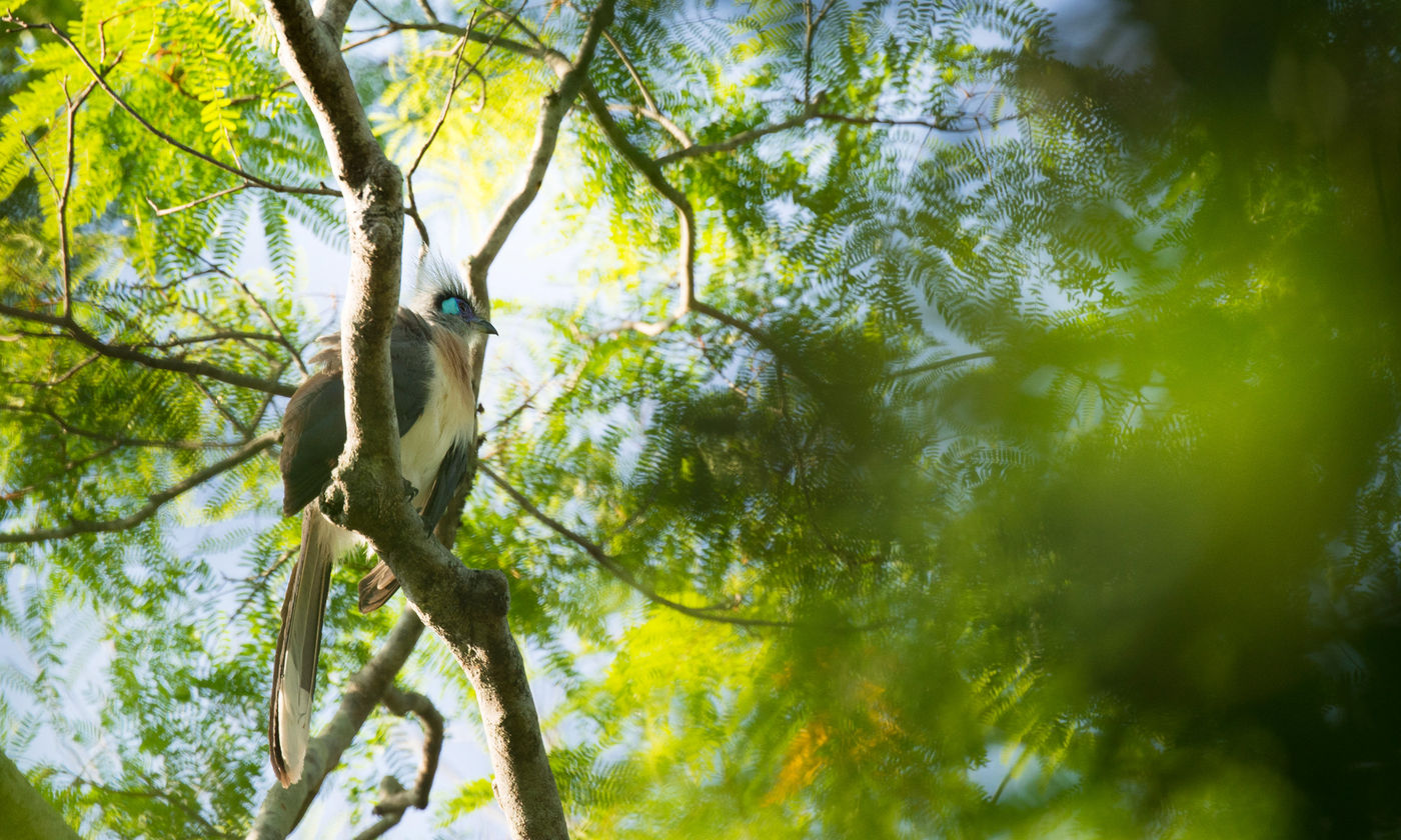 Le Crested Coua est un adepte de la canopée. © Samuel De Rycke