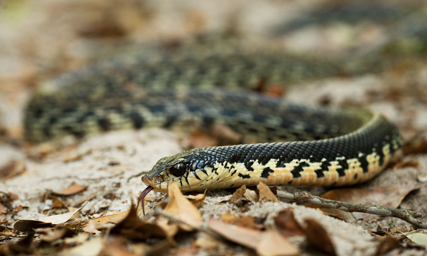 Il est préférable de na pas s'approcher trop de certains serpents. © Samuel De Rycke